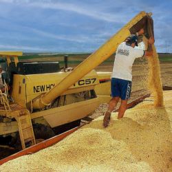 La soja representó el 24,6% de las exportaciones en 2025