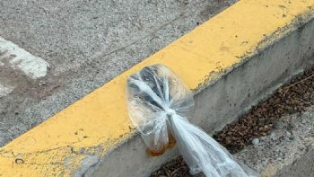 Quinta Sección: la mala costumbre de los dueños de mascotas