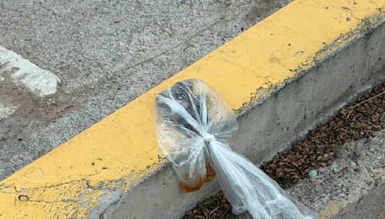 Quinta Sección: la mala costumbre de los dueños de mascotas