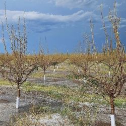 Alertas en Mendoza: descenso de la temperatura, vientos y tormentas