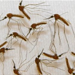 Dengue: un mosquito que es vector de un sinnúmero de enfermedades 