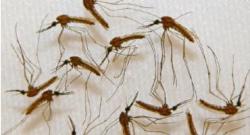 Dengue: un mosquito que es vector de un sinnúmero de enfermedades 