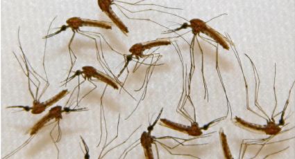 Dengue: un mosquito que es vector de un sinnúmero de enfermedades 