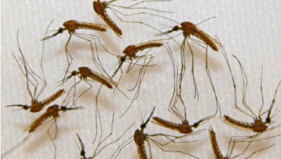 Murió de dengue una joven de 25 años que no tenía comorbilidades