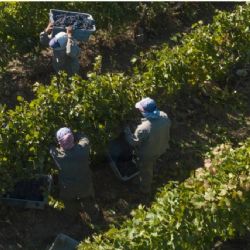 Treinta entidades vitivinícolas defendieron a la Coviar del "centralismo porteño"