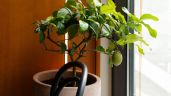 Foto ilustrativa de la nota titulada: ¡Es posible! Cultiva un limonero en maceta