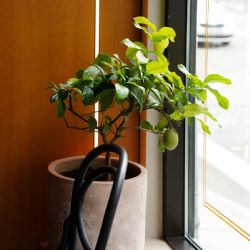 ¡Es posible! Cultiva un limonero en maceta