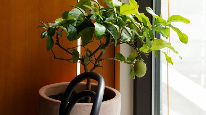 ¡Es posible! Cultiva un limonero en maceta