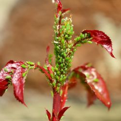 ¡Adiós pulgones! recetas efectivas para liberar tu jardín