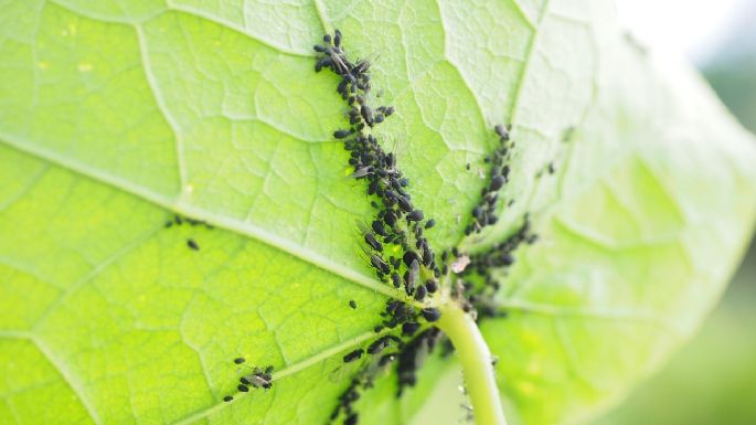 ¡Adiós pulgones! recetas efectivas para liberar tu jardín