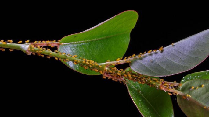 ¡Adiós pulgones! recetas efectivas para liberar tu jardín