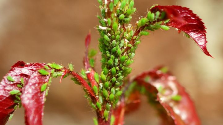 ¡Adiós pulgones! recetas efectivas para liberar tu jardín