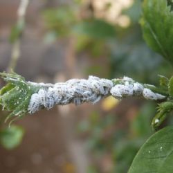 Guía definitiva para eliminar la cochinilla algodonosa de tus plantas