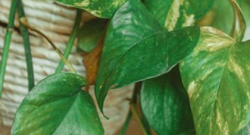 Chau a las hojas amarillas: mantén tu potus verde y radiante