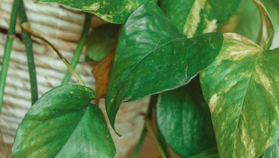 Chau a las hojas amarillas: mantén tu potus verde y radiante
