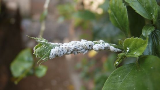 Guía definitiva para eliminar la cochinilla algodonosa de tus plantas