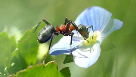 Manten tu jardín libre de hormigas con estas plantas repelentes