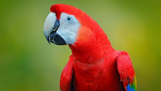 Envían a un centro de recuperación a loros, tortugas y un guacamayo rescatados