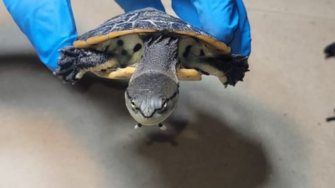 Envían a un centro de recuperación a loros, tortugas y un guacamayo rescatados