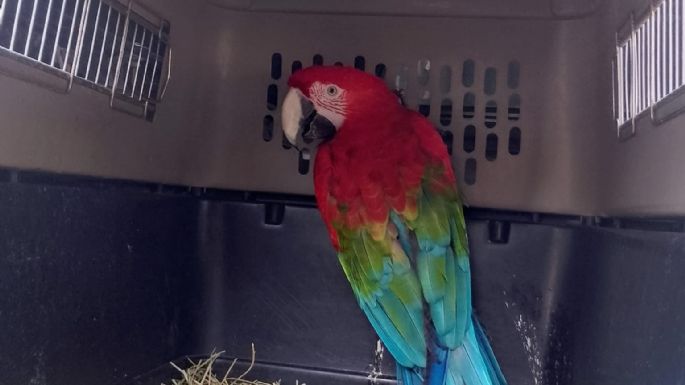 Envían a un centro de recuperación a loros, tortugas y un guacamayo rescatados