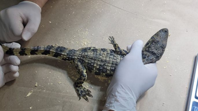 Envían a un centro de recuperación a loros, tortugas y un guacamayo rescatados