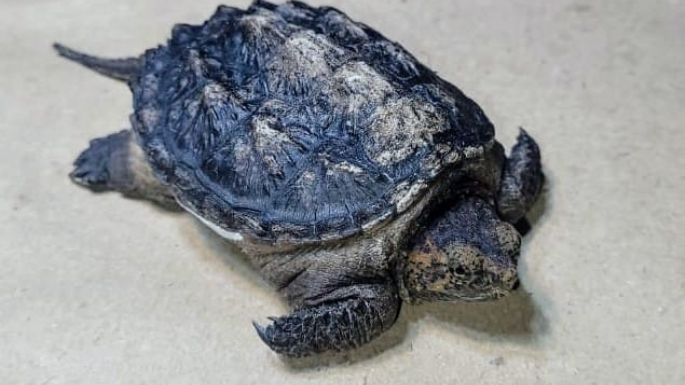 Envían a un centro de recuperación a loros, tortugas y un guacamayo rescatados