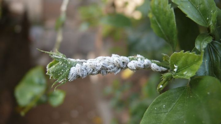 Guía definitiva para eliminar la cochinilla algodonosa de tus plantas