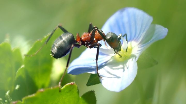 Manten tu jardín libre de hormigas con estas plantas repelentes