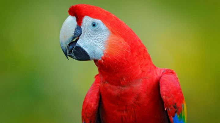 Envían a un centro de recuperación a loros, tortugas y un guacamayo rescatados