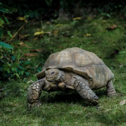 Una tortuga recorre 1.500 km y vuelve al patio de su infancia