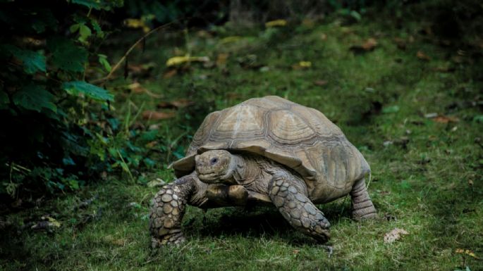 Una tortuga recorre 1.500 km y vuelve al patio de su infancia
