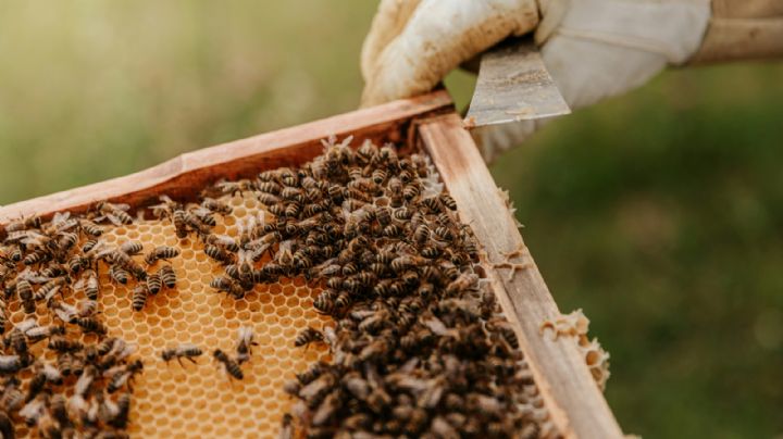 Instalan colmenas en paradas de colectivo para salvar abejas