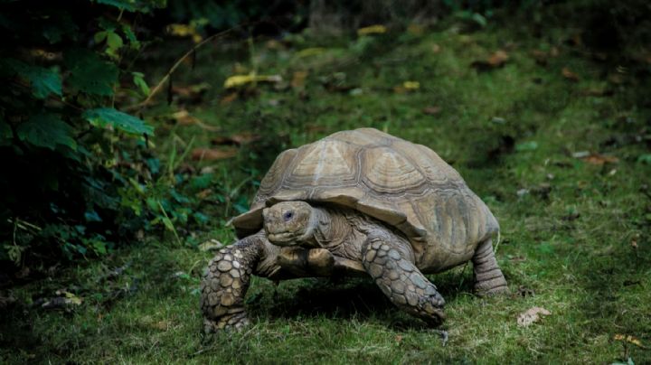 Una tortuga recorre 1.500 km y vuelve al patio de su infancia