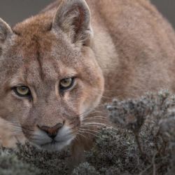 Un hombre mató a un puma a garrotazos en Jujuy