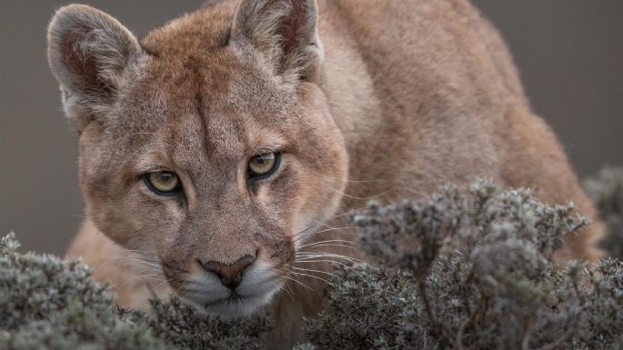 Un hombre mató a un puma a garrotazos en Jujuy
