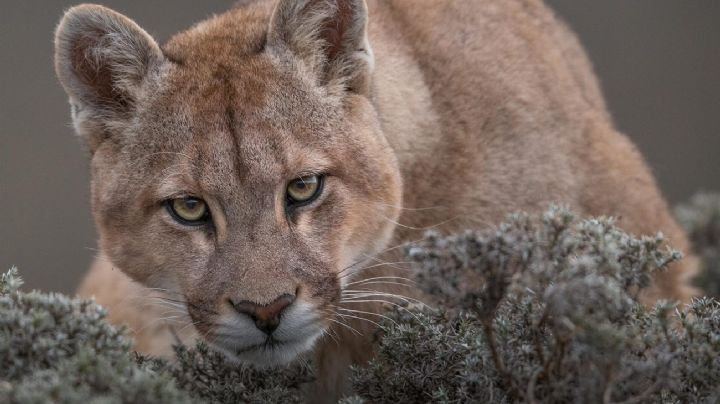 Un hombre mató a un puma a garrotazos en Jujuy