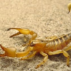 "Típico de Escorpio": la cualidad inherente de todos los escorpianos 