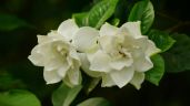 Foto ilustrativa de la nota titulada: El secreto de los expertos para que los jazmines exploten de flores