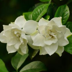 El secreto de los expertos para que los jazmines exploten de flores