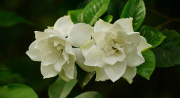 El secreto de los expertos para que los jazmines exploten de flores