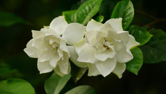 El secreto de los expertos para que los jazmines exploten de flores