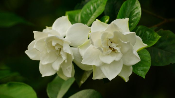 El secreto de los expertos para que los jazmines exploten de flores