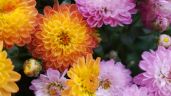 Foto ilustrativa de la nota titulada: Embellece tu jardín: 4 plantas que florecen en otoño