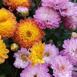 Embellece tu jardín: 4 plantas que florecen en otoño