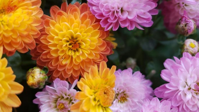 Embellece tu jardín: 4 plantas que florecen en otoño