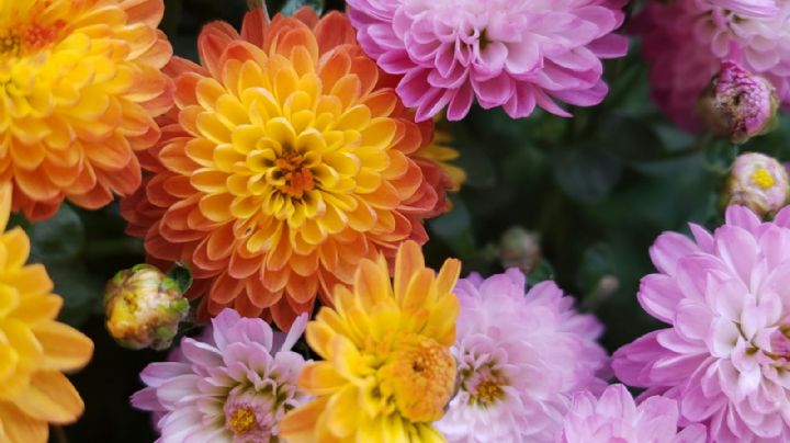 Embellece tu jardín: 4 plantas que florecen en otoño