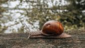 Foto ilustrativa de la nota titulada: El consejo definitivo para mantener los caracoles alejados del jardín
