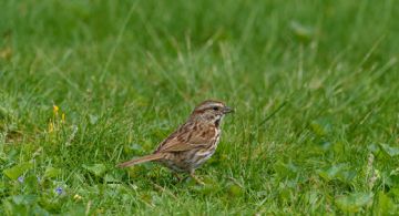 Abono casero para tener un césped vibrante