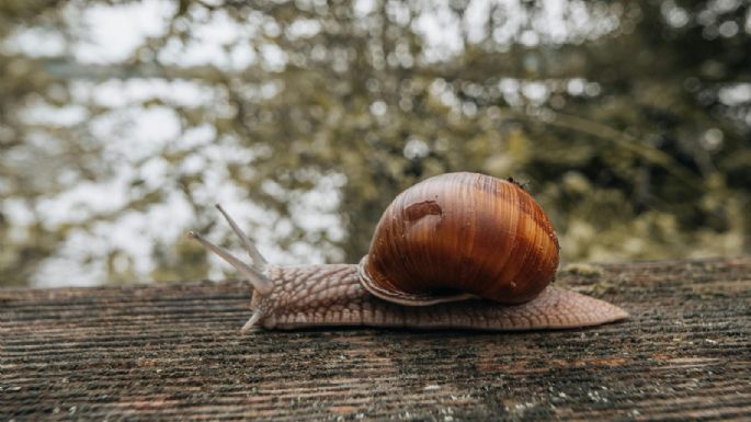 El consejo definitivo para mantener los caracoles alejados del jardín