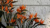 Foto ilustrativa de la nota titulada: El secreto de los expertos para que la strelitzia explote de flores